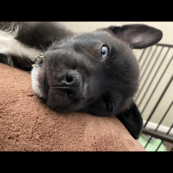 Meet your Posher, Gladys - Picture 1 of 1